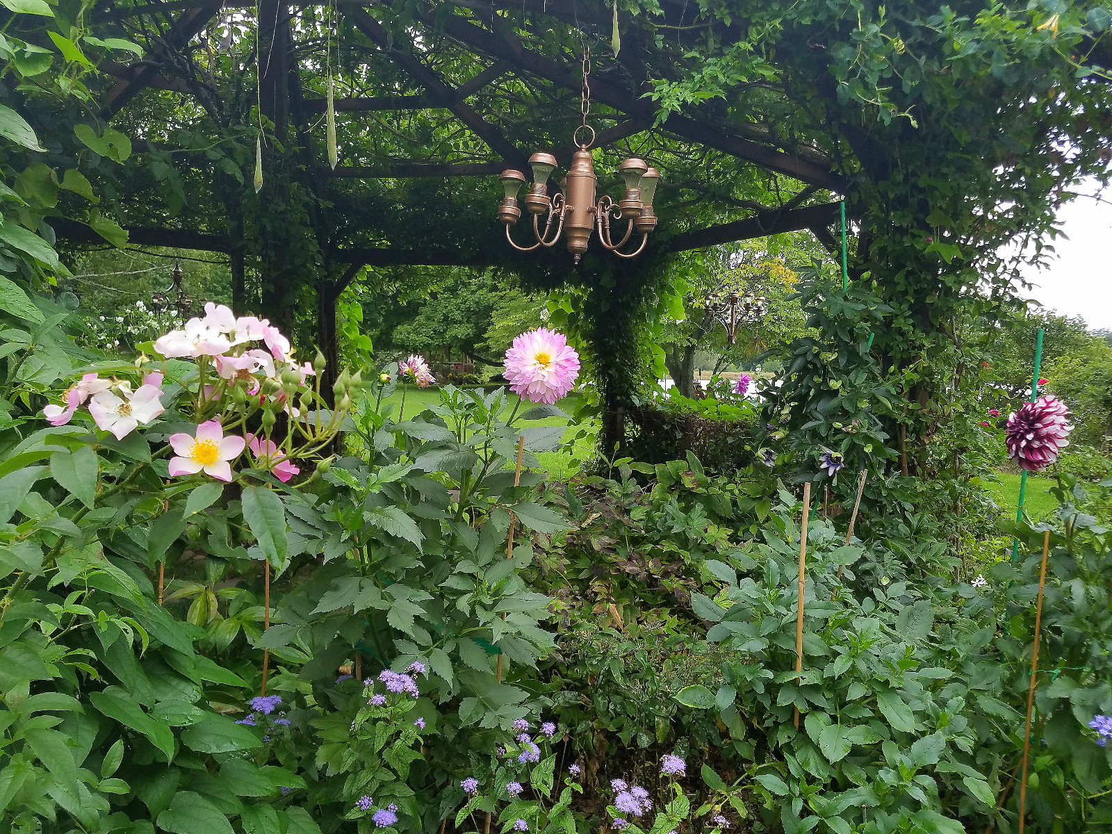 Rose, Dahlias, Ageratum and climbing Passion Flower; the cool seedpod hanging from the canopy is from a Trumpet Vine cluster